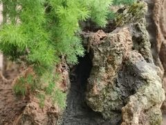 -莲心素食茶艺馆(章华寺店)