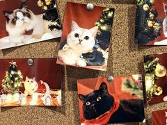 -滚猫咖啡·猫咖·猫友好撸猫(未来城店)