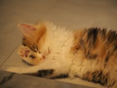 -宠物星动物医院·眼科·异宠·猫科(江南大道总院)