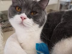 -酷豆宠物咖啡·宠物美食·撸猫馆