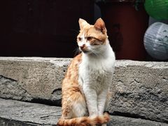 -鸣鹤古镇
