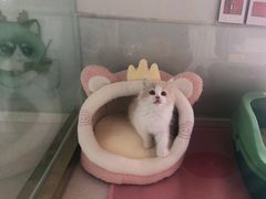 -糯米喵星人总部直营旗舰店·猫舍·幼猫出售