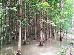 -桤木河湿地公园