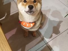 -柴务处·柴犬主题狗咖