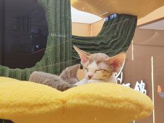 -帕帕拉兹宠物(亚洲旗舰店)