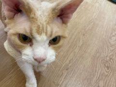 -1013 PET SHOP精品宠物商店(丁香店)