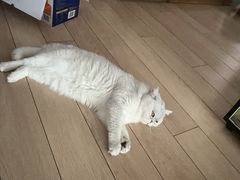 -伟伟宠物医院·瑞派猫友好医院·猫科(光谷店)