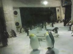 -大连圣亚海洋世界