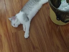 -中农国际动物医院24小时·猫科·骨科·急重症中心