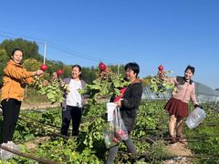 -庞各庄翠芳园西瓜蔬菜基地采摘园