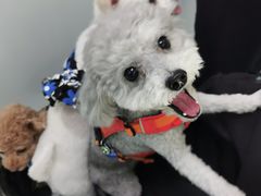 -北京赛佳动物医院