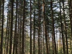 -芦芽山旅游度假区