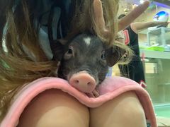-藦茜花园宠物主题亲子互动体验馆(国顺东路店)