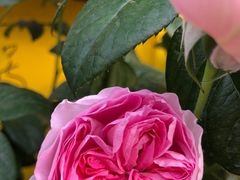 -春风十里咖啡馆
