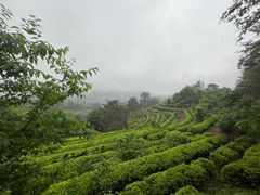 -雁南飞茶田景区