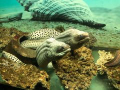 -泉州海丝野生动物世界