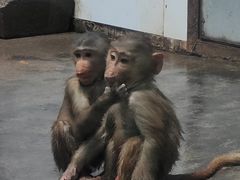 -西安秦岭野生动物园