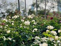 -人民公园(罗湖区)