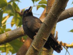 -华侨城湿地公园