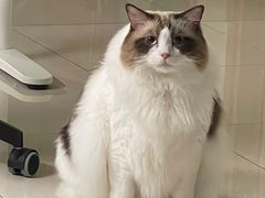-纳吉亚猫专科动物医院·北北分院