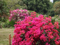 -莲花山公园