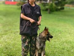 -北京京卫宠物寄养训练中心