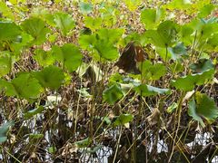 -四川大学(华西校区)