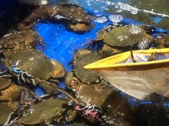 -姜君·千岛湖鱼头馆(浦东大道店)