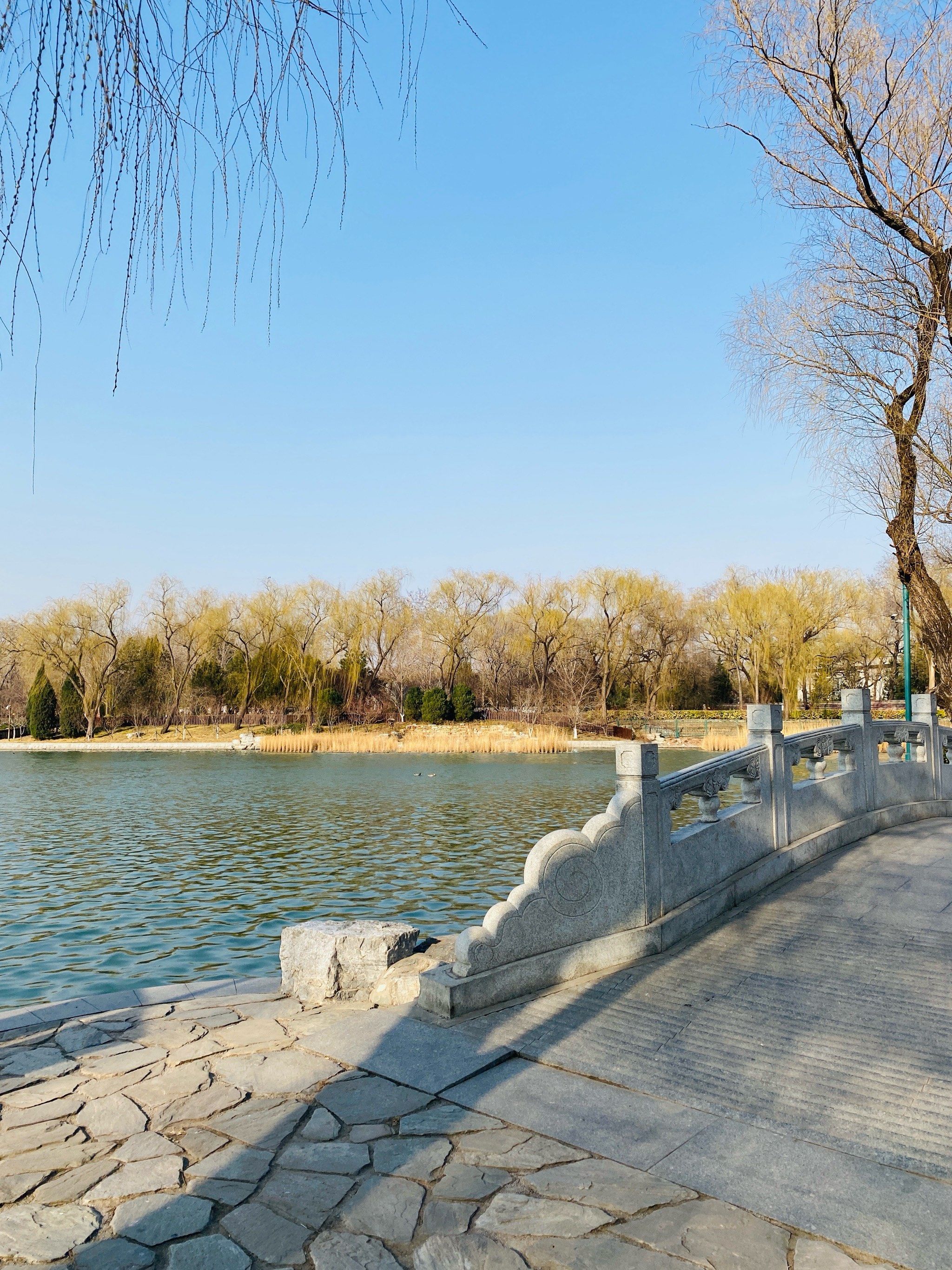 从踏进玉渊潭公园的一刻,我感受到春天来了!