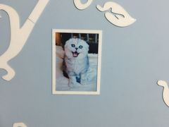 -喵的天空名猫咖啡馆·撸猫·猫舍·用品