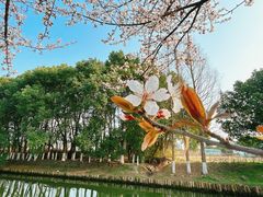 -上海共青森林公园