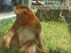 -西安秦岭野生动物园
