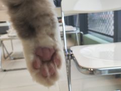 -怪兽屋·羊驼·猫咖·狗咖(俊华广场店)