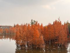 -白鹭湾湿地公园