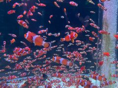 -海合安成都极地海洋公园