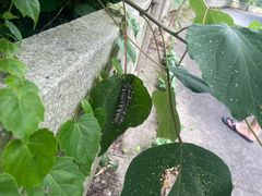 -普陀山风景区-佛顶山