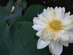 -陈家山荷花公园