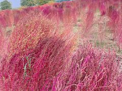 -汉长安城未央宫国家考古遗址公园