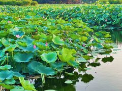 -荷塘月色湿地公园·向阳花洲