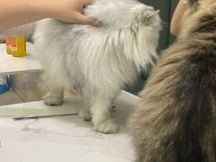 -安格丽娜·狗咖·猫咖羊驼咖(春熙路百盛商场店)