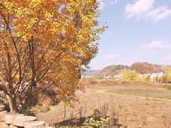 -千年银杏谷文化旅游区