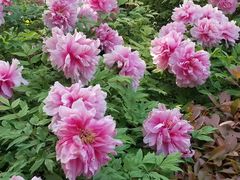 -洛阳市隋唐城遗址植物园