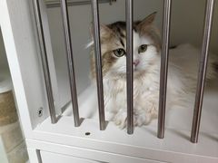 -十月米努特矮脚猫舍