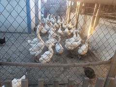 -鱼窝棚柴火铁锅炖(富山屯店)