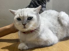 -藏猫猫咖啡主题馆(中央大道店)
