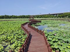 -荷塘月色湿地公园·向阳花洲