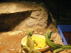 -上海大自然野生昆虫馆(东方明珠·爬宠昆虫探索中心)
