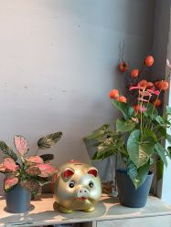 -卡莫瑜伽·普拉提