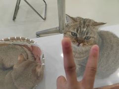 -共舞时光猫咖·狗咖(新街口店)