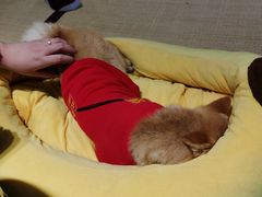 -逗柴咖啡屋·狗咖猫咖宠物桌游